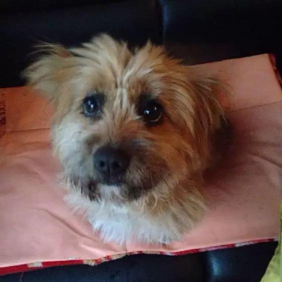 上海领养猫公益,上海领养狗狗店