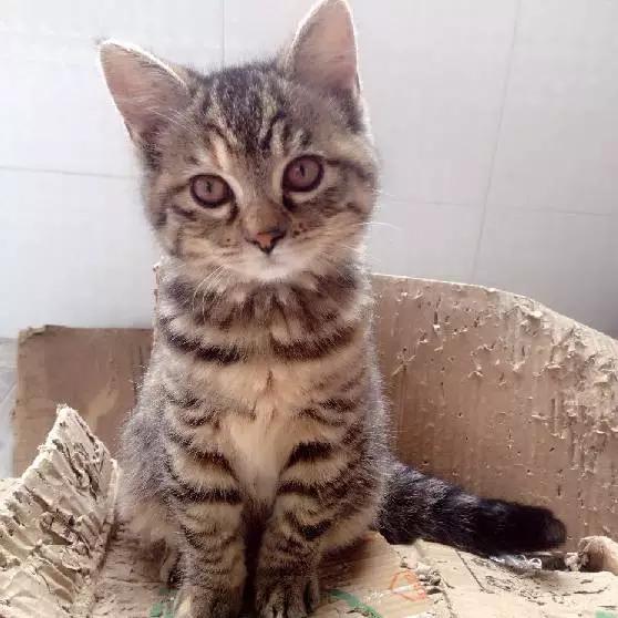 上海领养猫公益,上海领养狗狗店