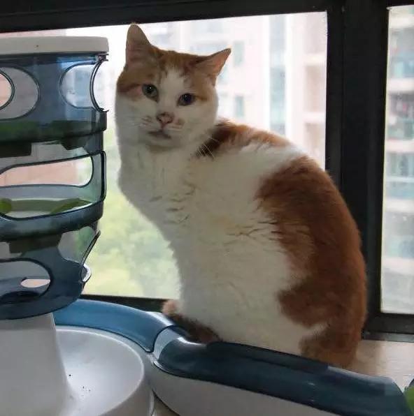 上海领养猫公益,上海领养狗狗店