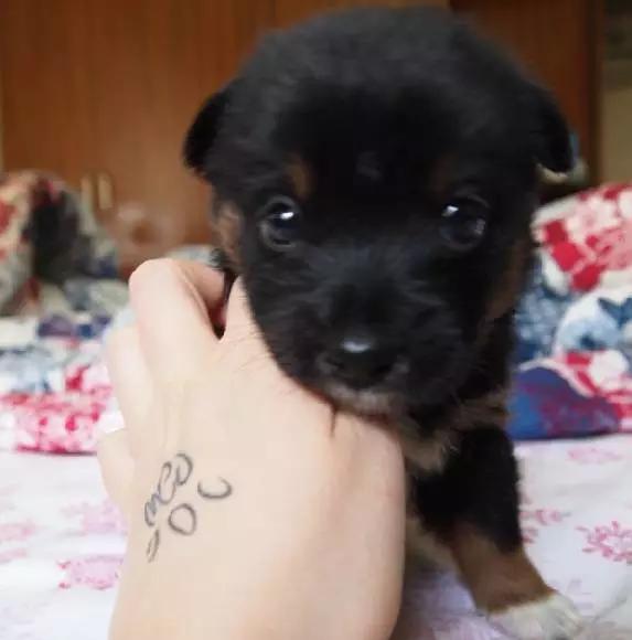 上海领养猫公益,上海领养狗狗店