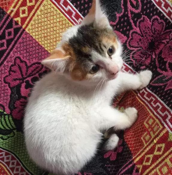 上海领养猫公益,上海领养狗狗店