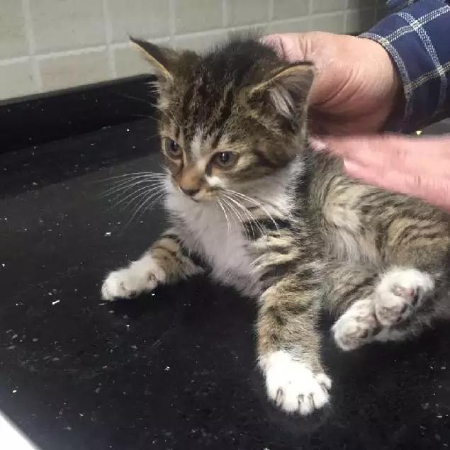 上海领养猫公益,上海领养狗狗店