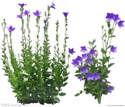 咳嗽痰多、咽痛、音哑、口舌生疮，这种蔬菜能治（附菜谱）