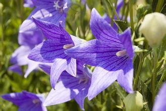 咳嗽痰多、咽痛、音哑、口舌生疮，这种蔬菜能治（附菜谱）