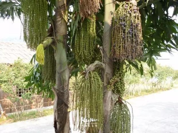 你再敢用痒痒果抹我，我们就绝交。