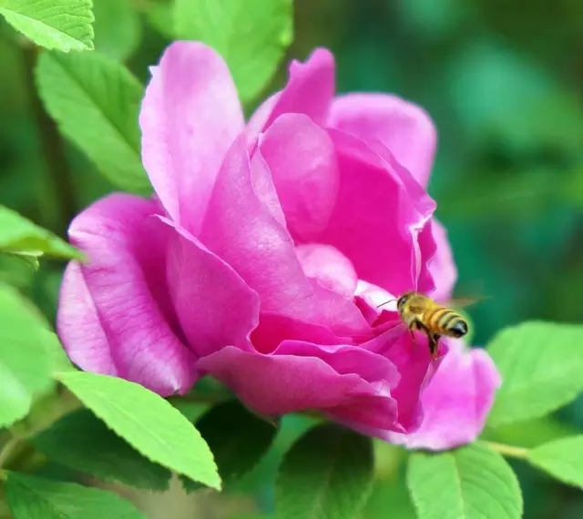 赏玫瑰摘西瓜这个假期有福喽