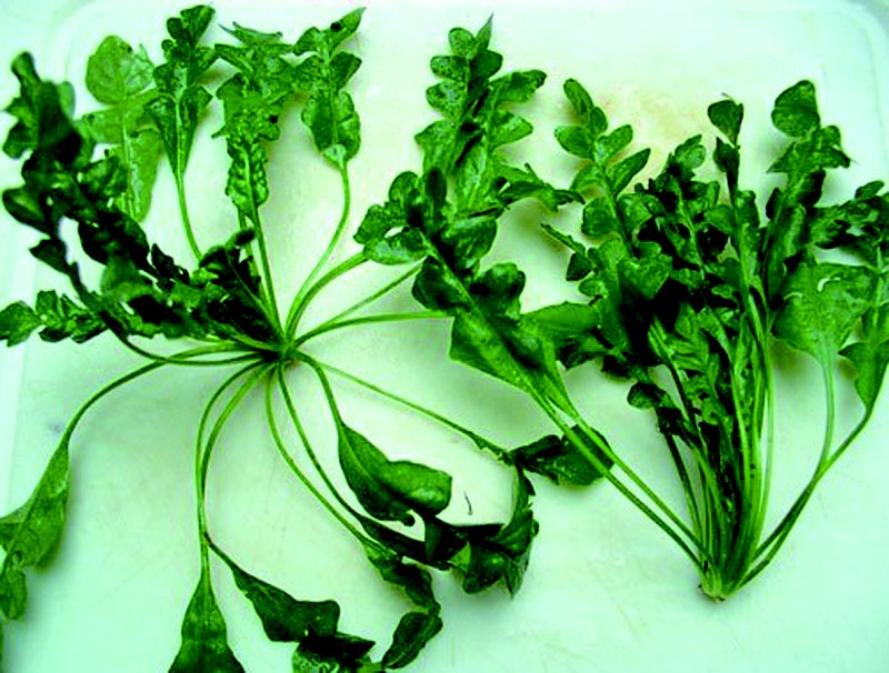 野菜无毒无害,野菜纯天然的绿色蔬菜