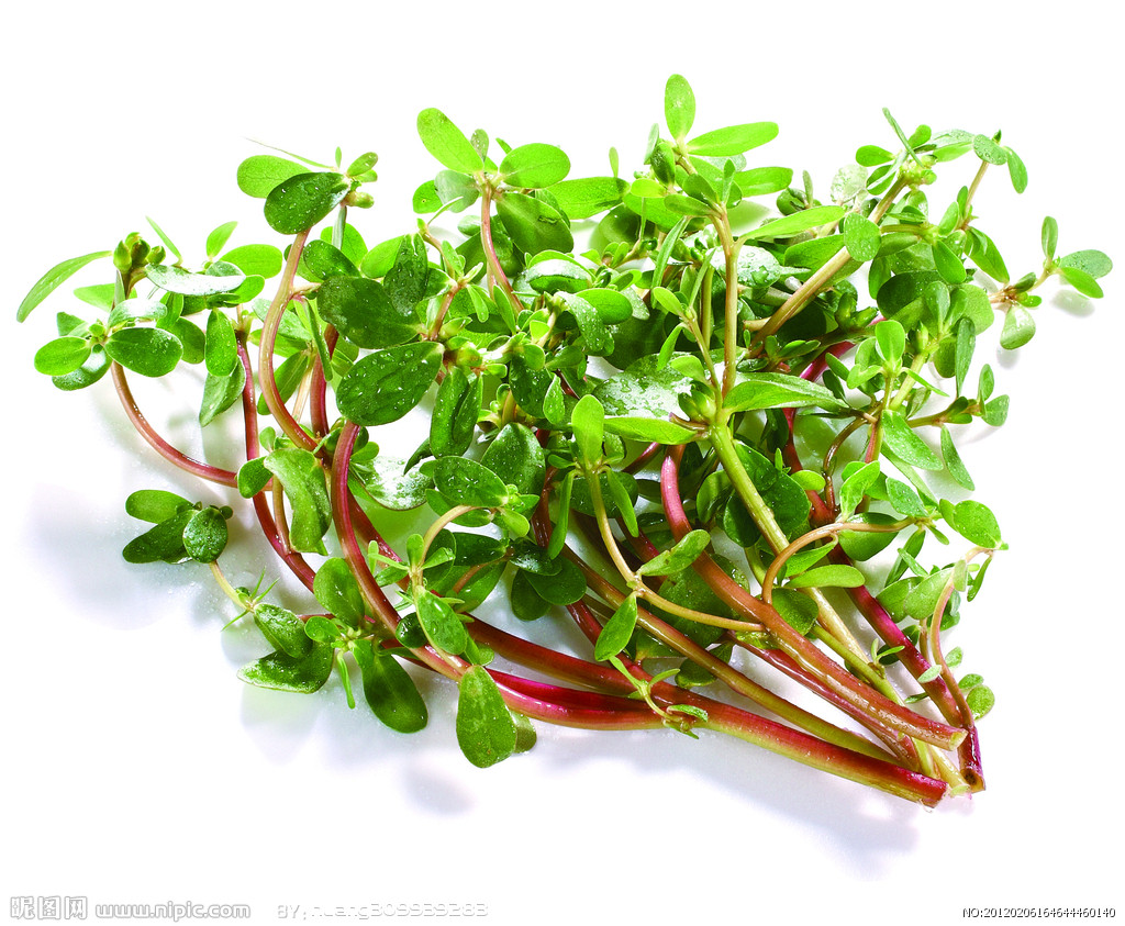 野菜无毒无害,野菜纯天然的绿色蔬菜