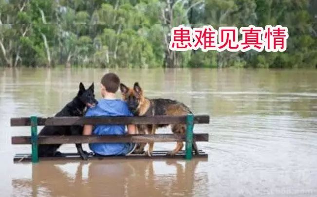 属狗58年今日运势,今日属狗之人财运是否好