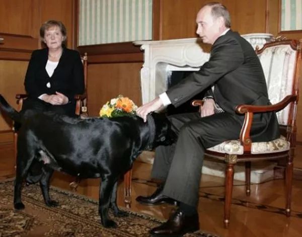 普京日历,普京和狗狗温馨图片