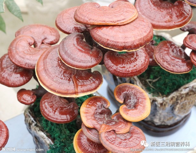 灵芝真的是智商税嘛,灵芝真的是越久越好吗