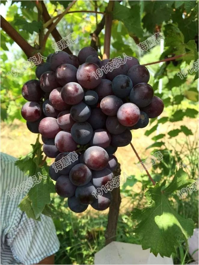 2017葡萄新品种苗,葡萄新品种分析