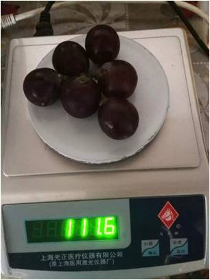 2017葡萄新品种苗,葡萄新品种分析