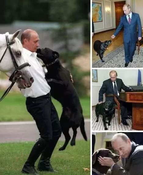 普京日历,普京和狗狗温馨图片