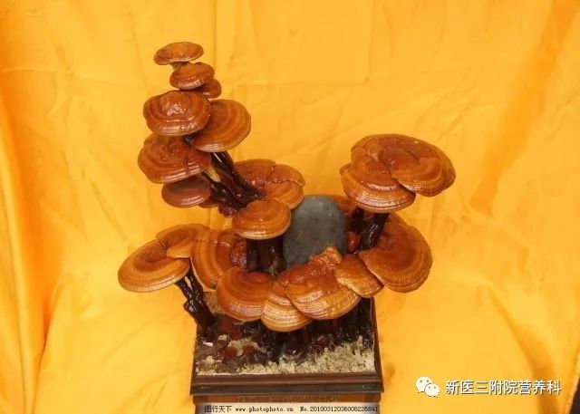 灵芝真的是智商税嘛,灵芝真的是越久越好吗