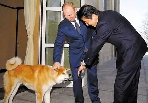 普京日历,普京和狗狗温馨图片