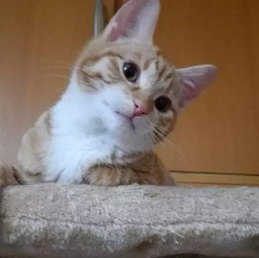 上海领养猫公益,上海领养狗狗店