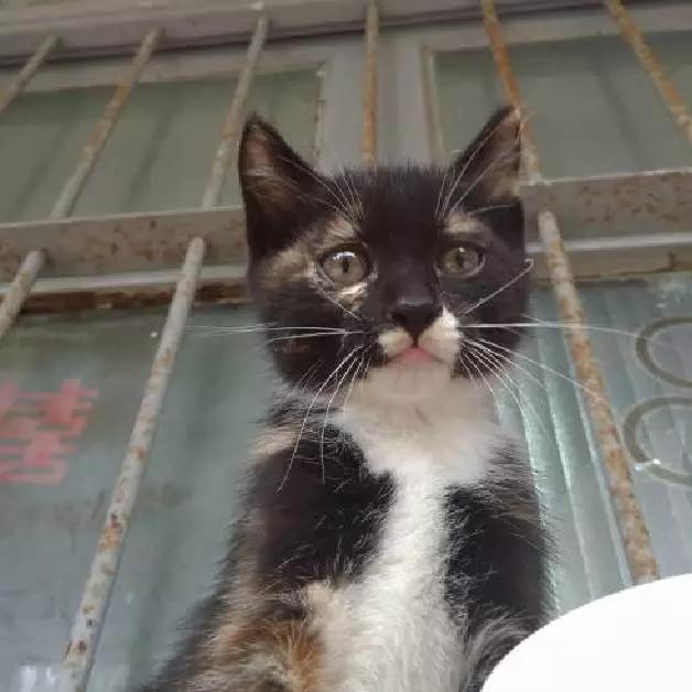 上海领养猫公益,上海领养狗狗店