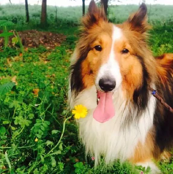 上海领养猫公益,上海领养狗狗店