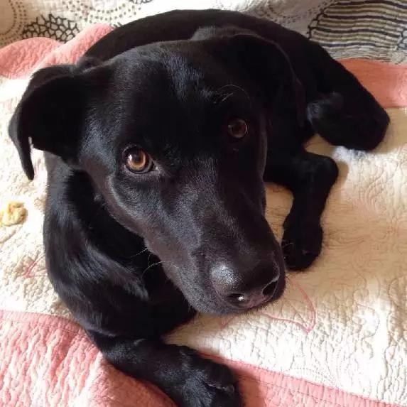 上海领养猫公益,上海领养狗狗店