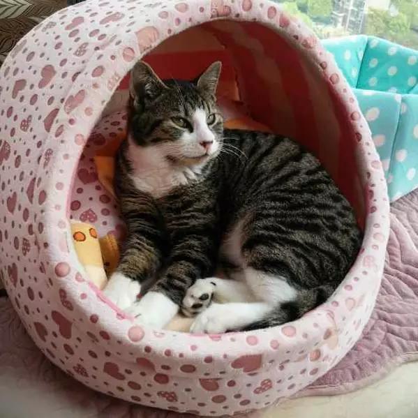 上海领养猫公益,上海领养狗狗店