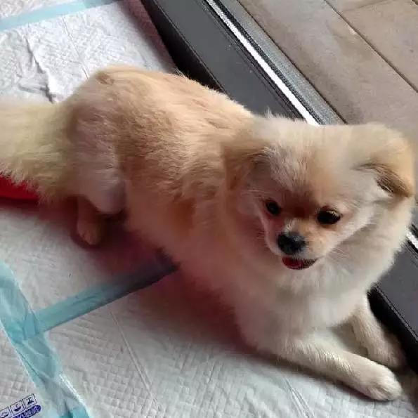 上海领养猫公益,上海领养狗狗店