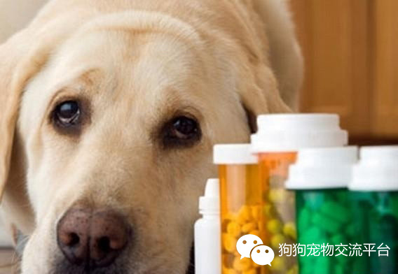 爱犬的初步训练方法,猫滴了体外驱虫药关注事项