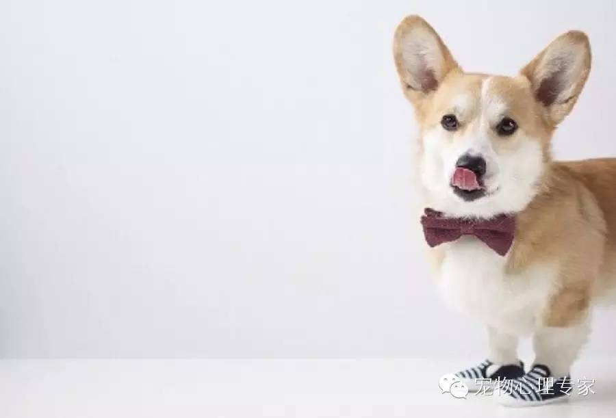 狗狗呕吐腹泻大便带血,狗狗呕吐腹泻不进食没精神