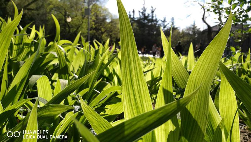 徕卡加持人人都是摄影师华为P9「体验」