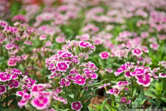 从茂名至广西一日游攻略,广西一日游攻略