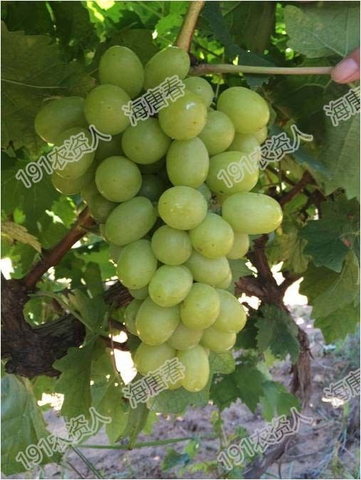 2017葡萄新品种苗,葡萄新品种分析