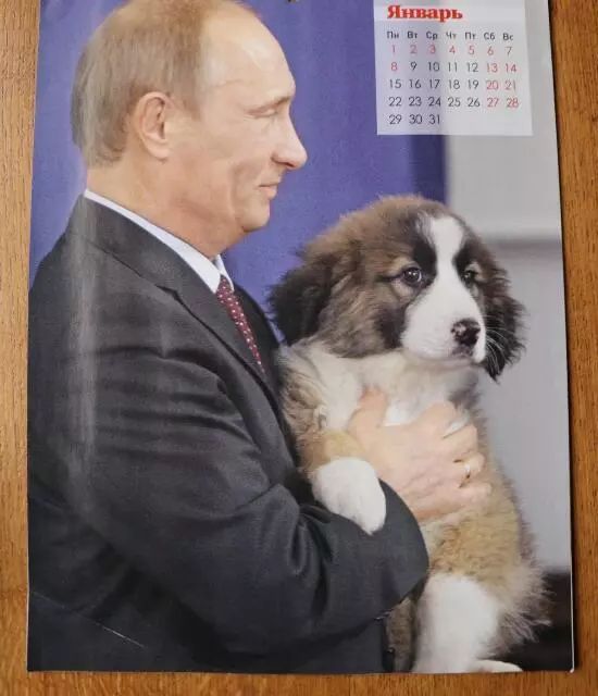 普京日历,普京和狗狗温馨图片