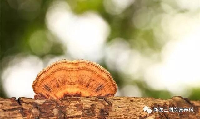 灵芝真的是智商税嘛,灵芝真的是越久越好吗