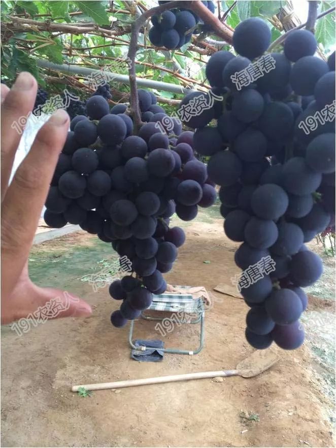 2017葡萄新品种苗,葡萄新品种分析