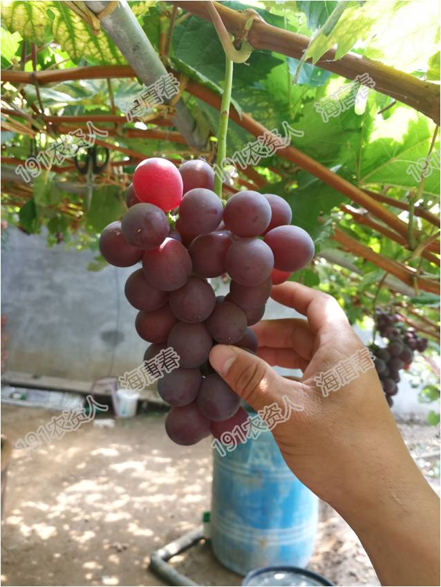 2017葡萄新品种苗,葡萄新品种分析