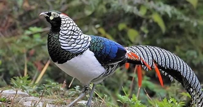 现代发现的山海经奇怪动物,山海经里的那些奇葩动物