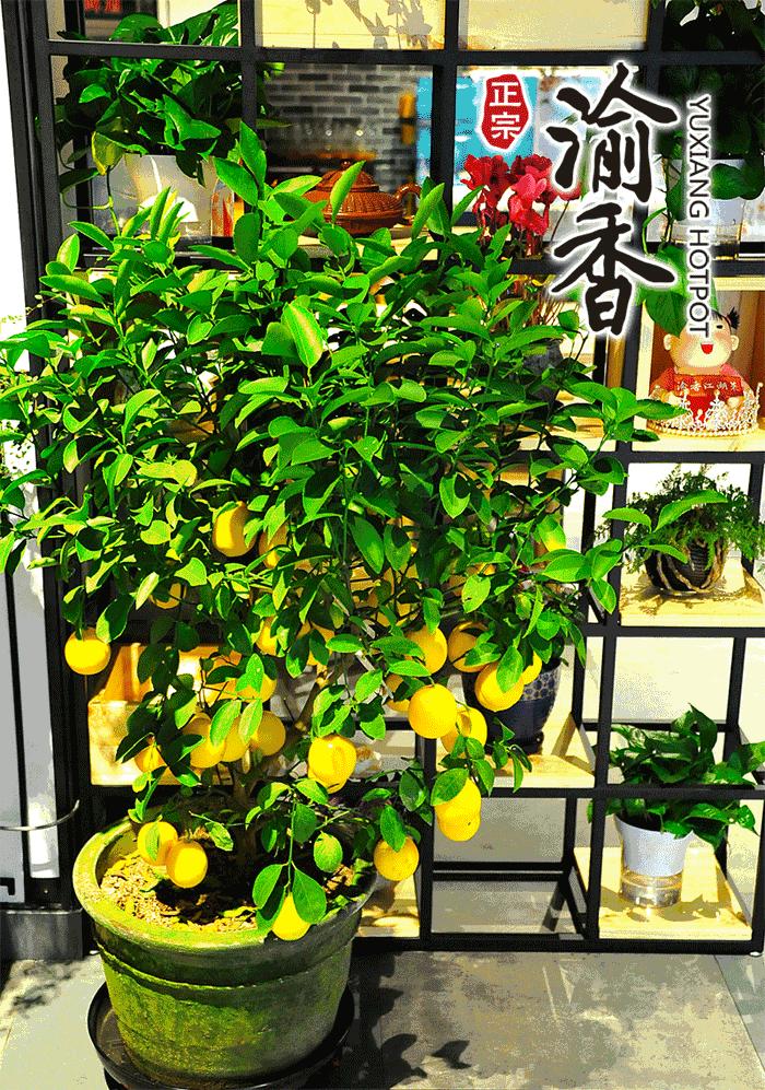 最顶级的重庆江湖菜做法,重庆菜粉蒸肉