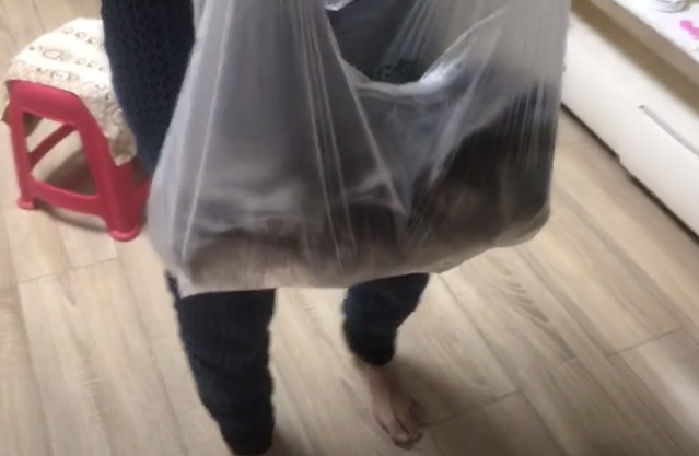 想带宠物猫出行最稳妥的办法,带猫出门的必备攻略