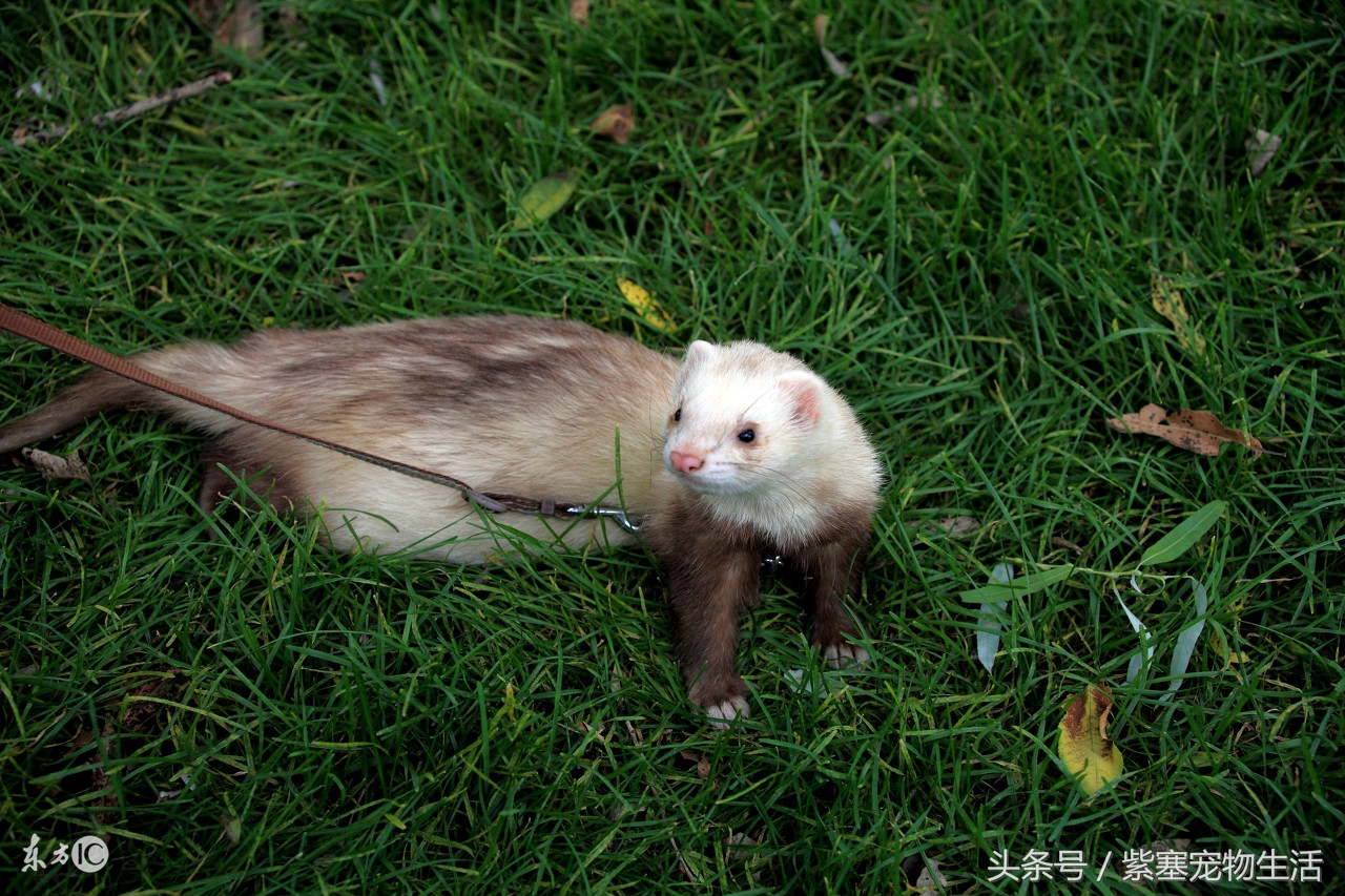 宠物雪貂的冷知识,关于宠物雪貂的品种和性格