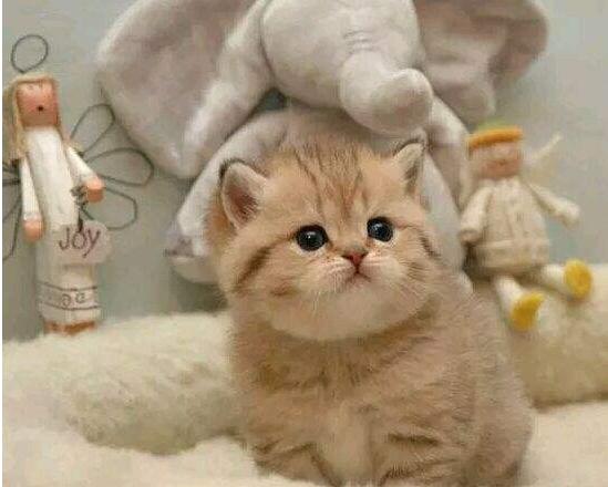 猫咪腹泻屁股红肿突出怎么办,猫咪腹泻快速解决方法