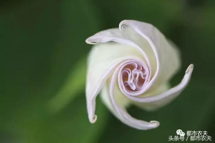 盘点家里那些长相乖巧却很毒的花