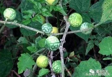 盘点家里那些长相乖巧却很毒的花