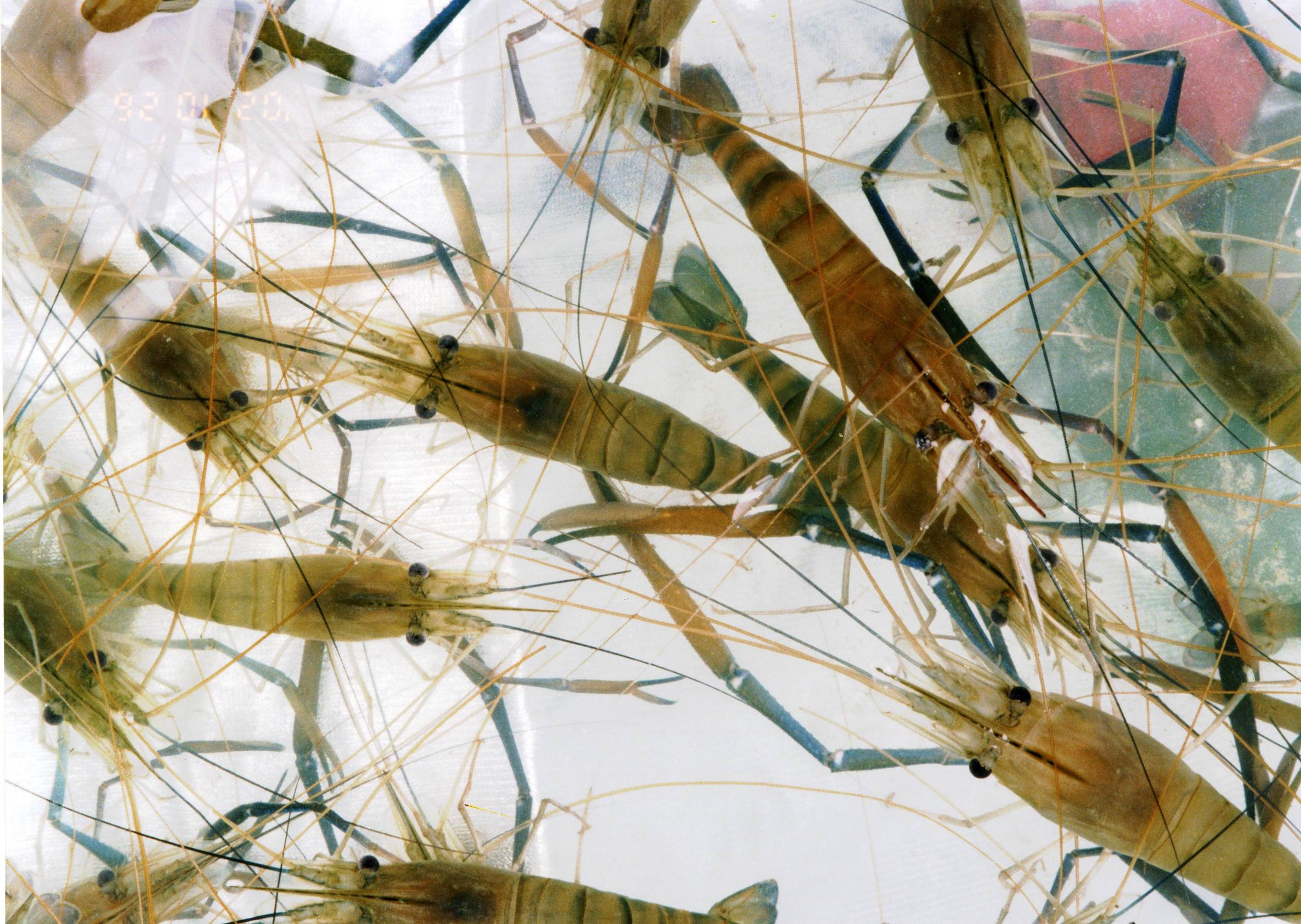 罗汉鱼的养法,罗汉鱼培育方法