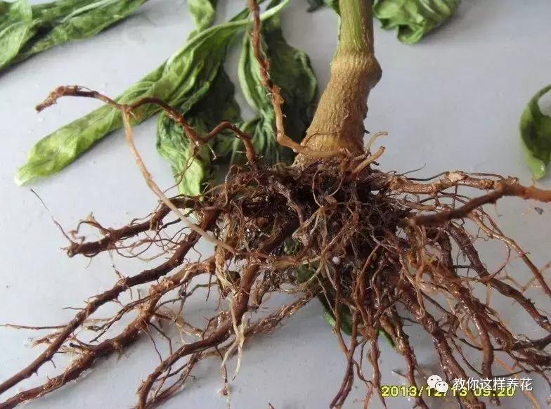 家里种的花卉都黄叶了怎么办,花卉绿叶萎蔫是啥原因如何救