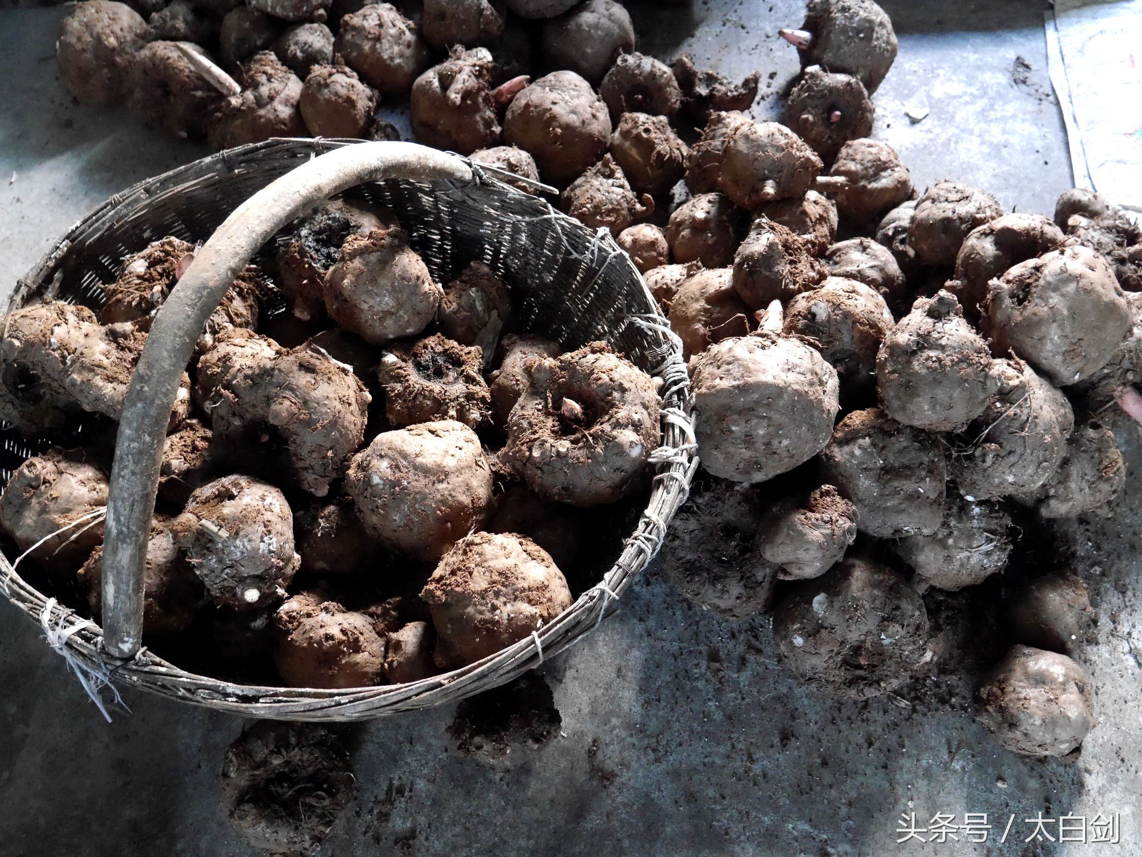 “三高”人群的理想食品——魔芋凉粉