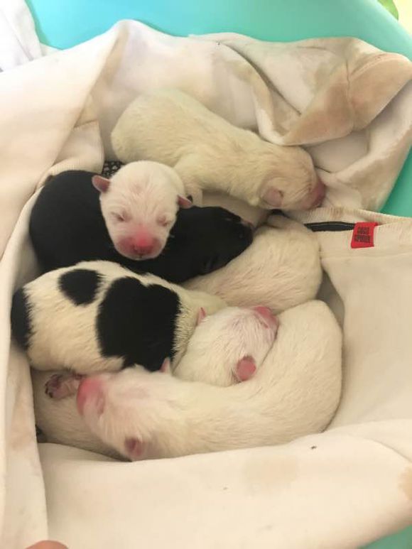 网友晒了自家萨摩耶生的崽，我看了眼，忍不住笑出声来