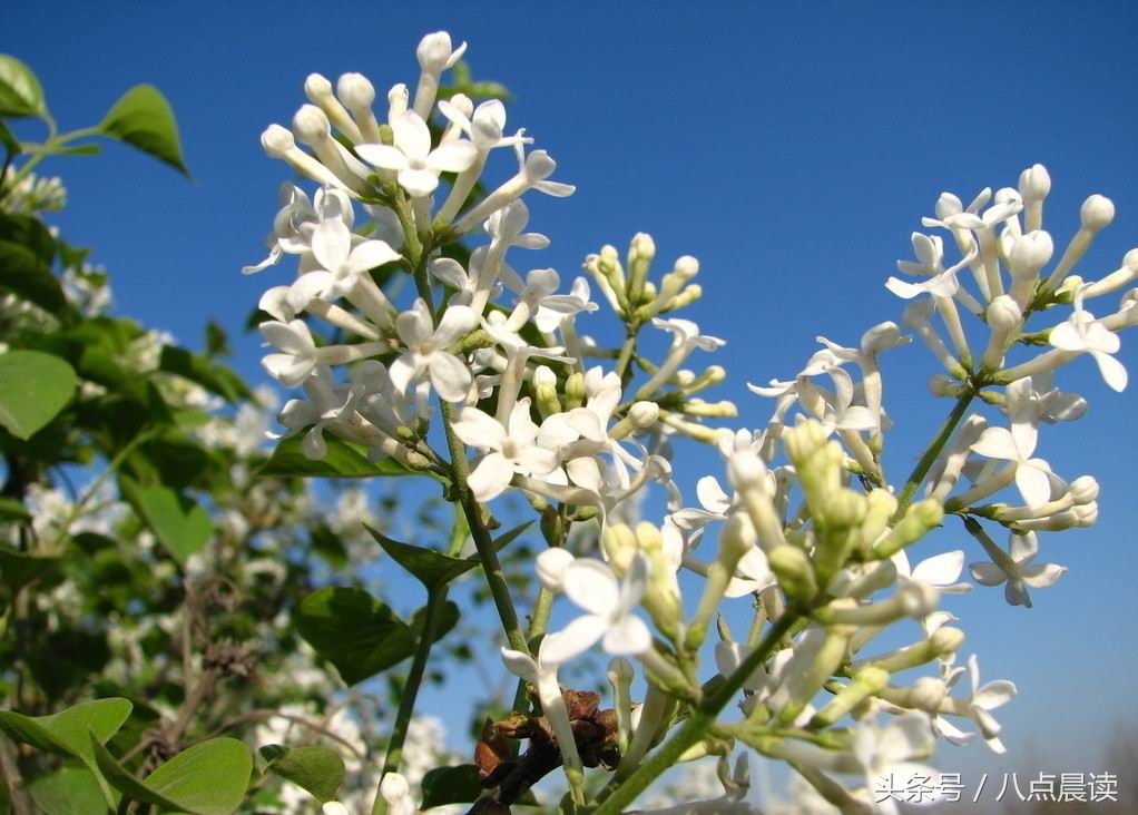 秦汉时期中药著作,秦汉时期诞生最早的医学专著