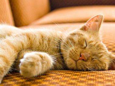 猫咪腹泻屁股红肿突出怎么办,猫咪腹泻快速解决方法