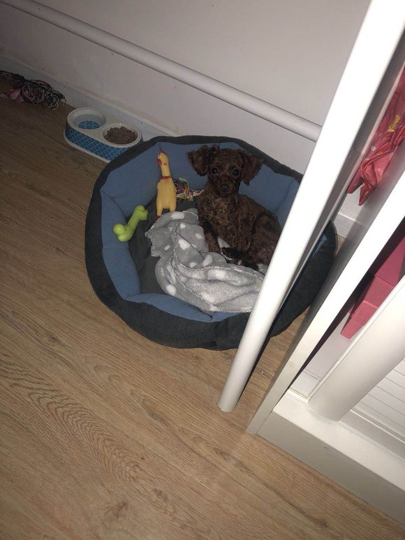 泰迪越打它越叛逆,泰迪太淘气应该打吗