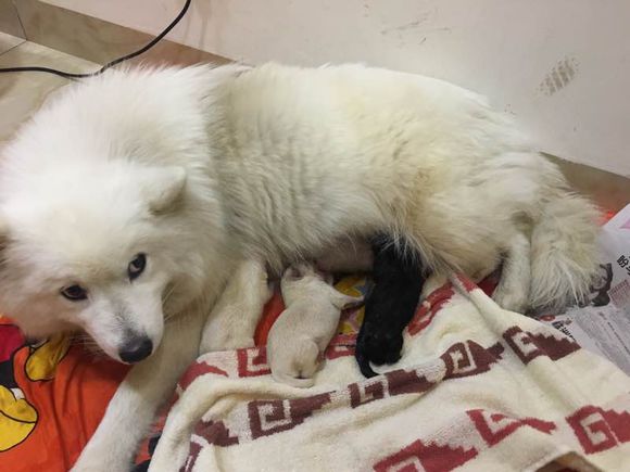 网友晒了自家萨摩耶生的崽，我看了眼，忍不住笑出声来